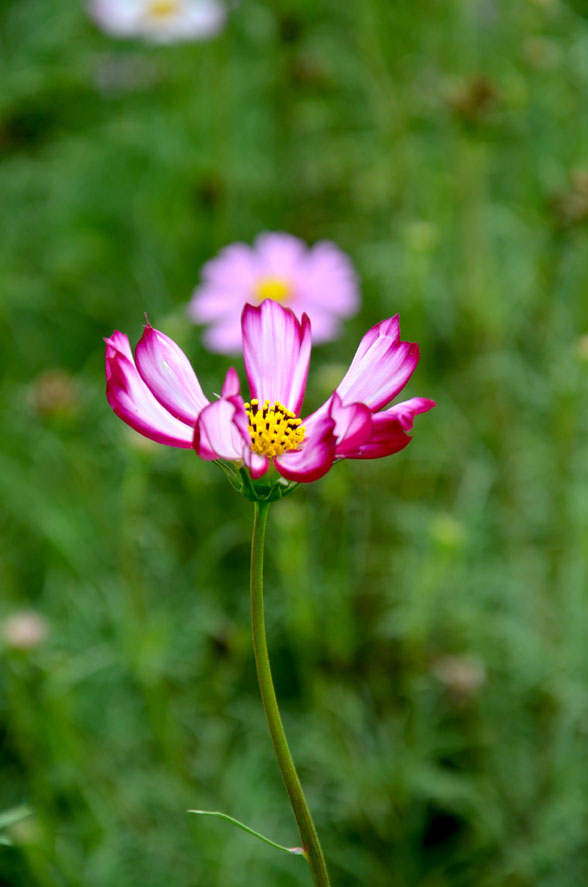 DSC_0235.JPG