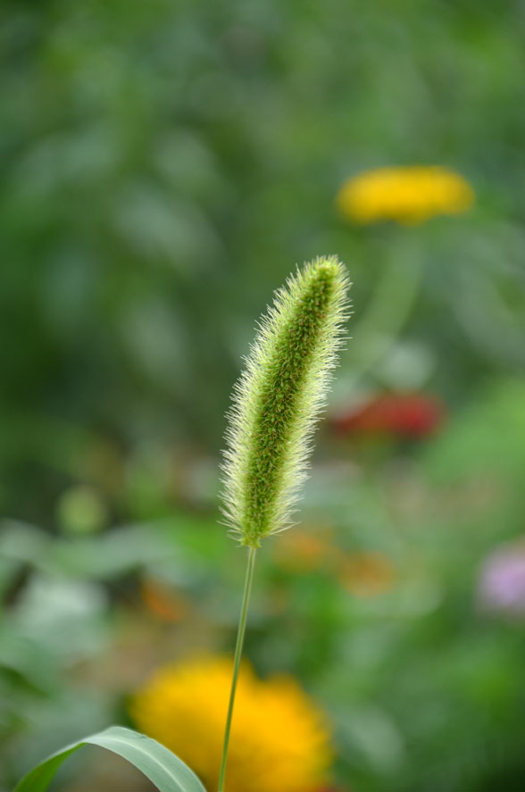 DSC_0271.JPG