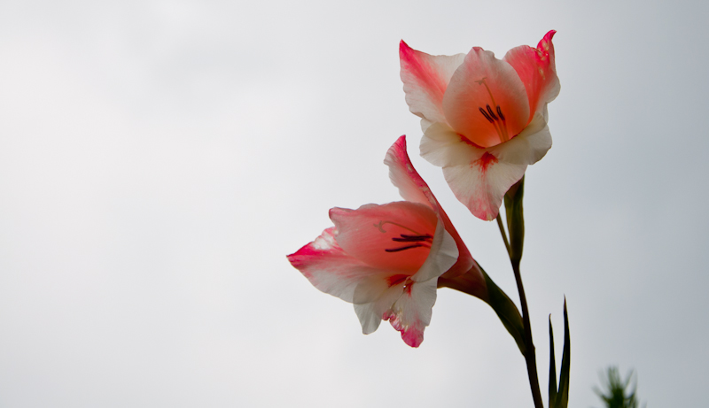 DSC_3666.jpg