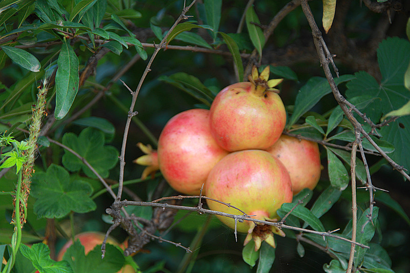 石榴 003_副本.jpg