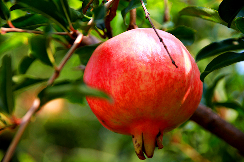 石榴 018_副本.jpg