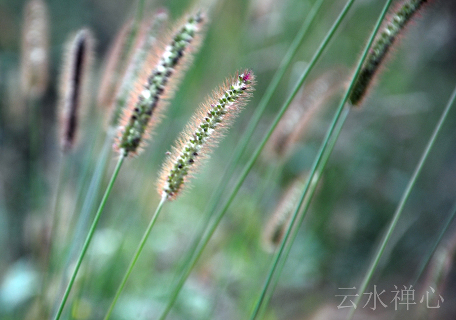 DSC_0076.JPG