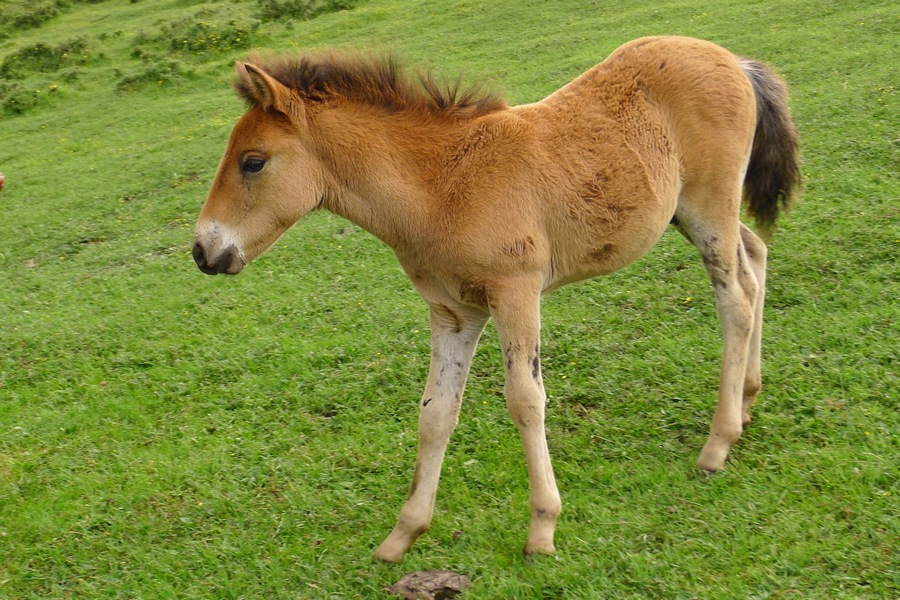 青海风光 (9).JPG