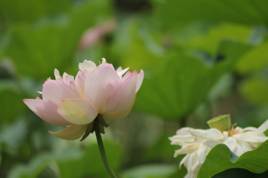 IMG_1483_调整大小.JPG