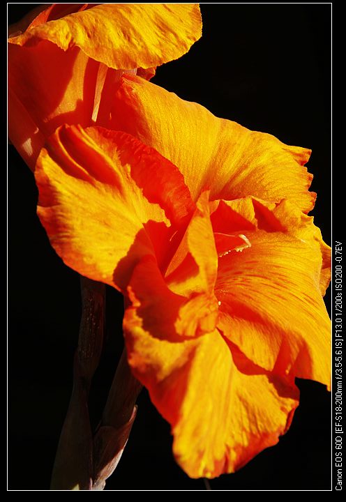 nEO_IMG__MG_3963.jpg