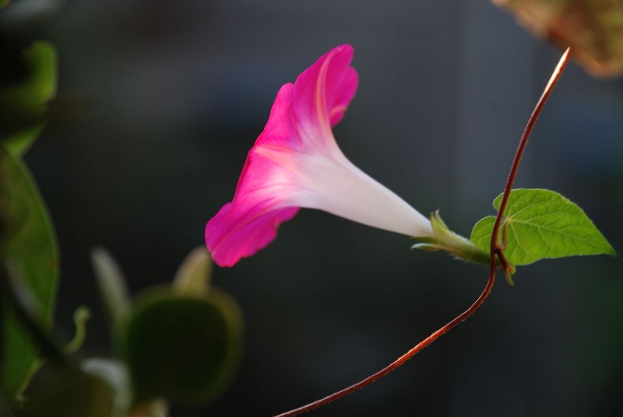 DSC_0511.JPG