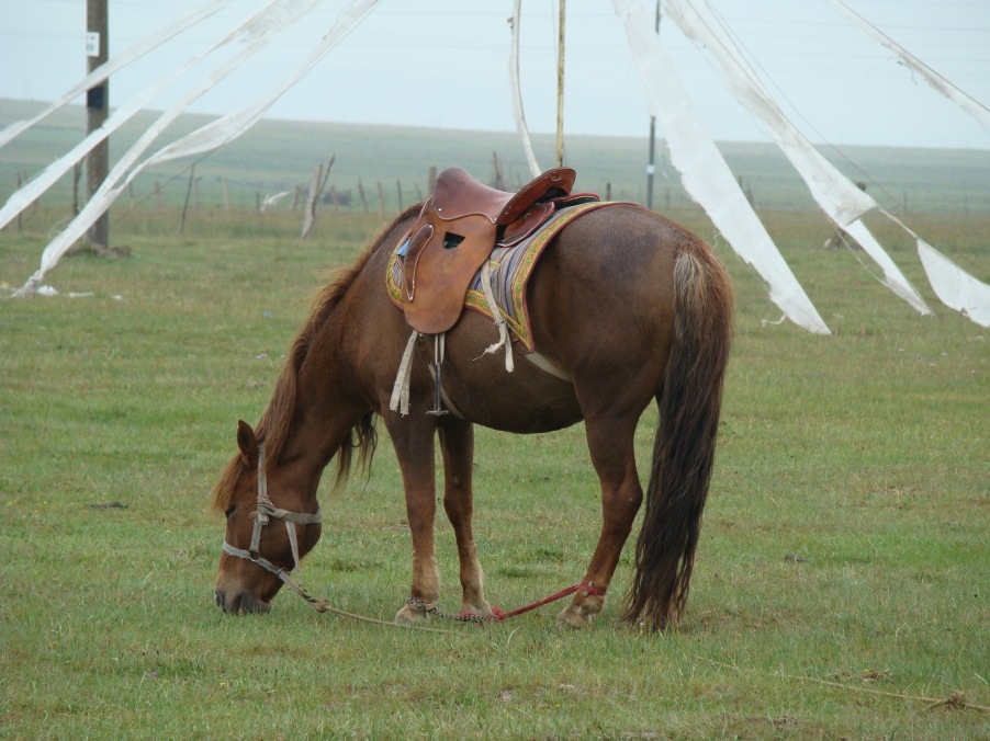 倒淌河边的马儿悠闲自得，根本当你不存在…我羡慕呀，此时我也想像它一样自由自在…反正也分布性东南西北， ...