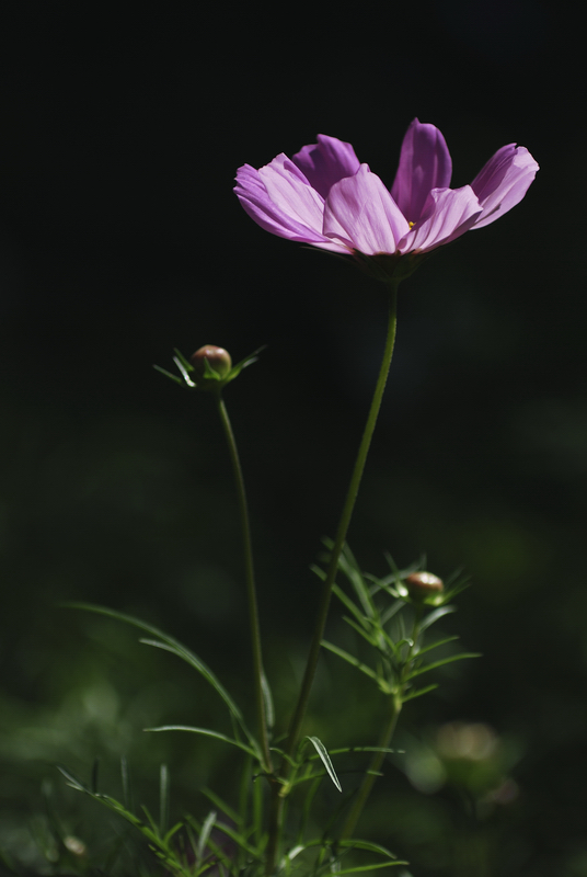 DSC_6668.jpg