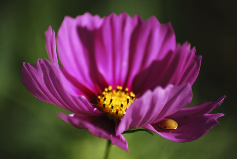 DSC_6817.jpg