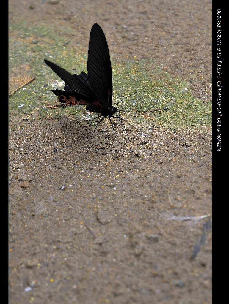 _DSC5101.JPG