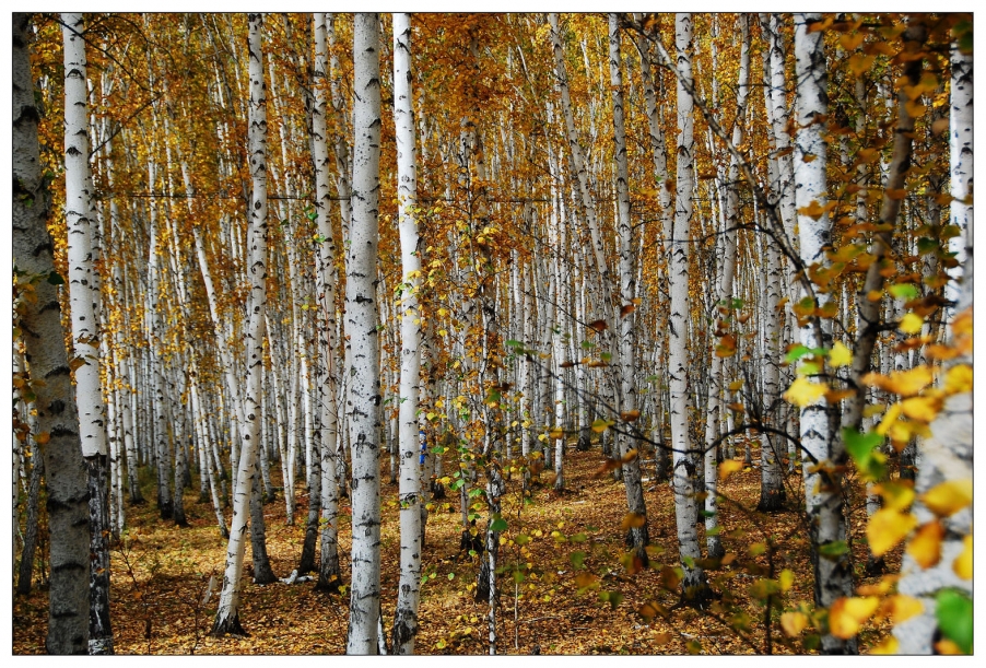 白桦林-14.jpg