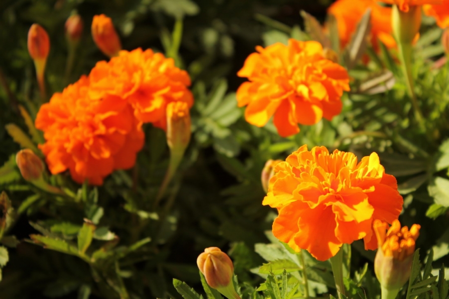 IMG_3828_调整大小.JPG