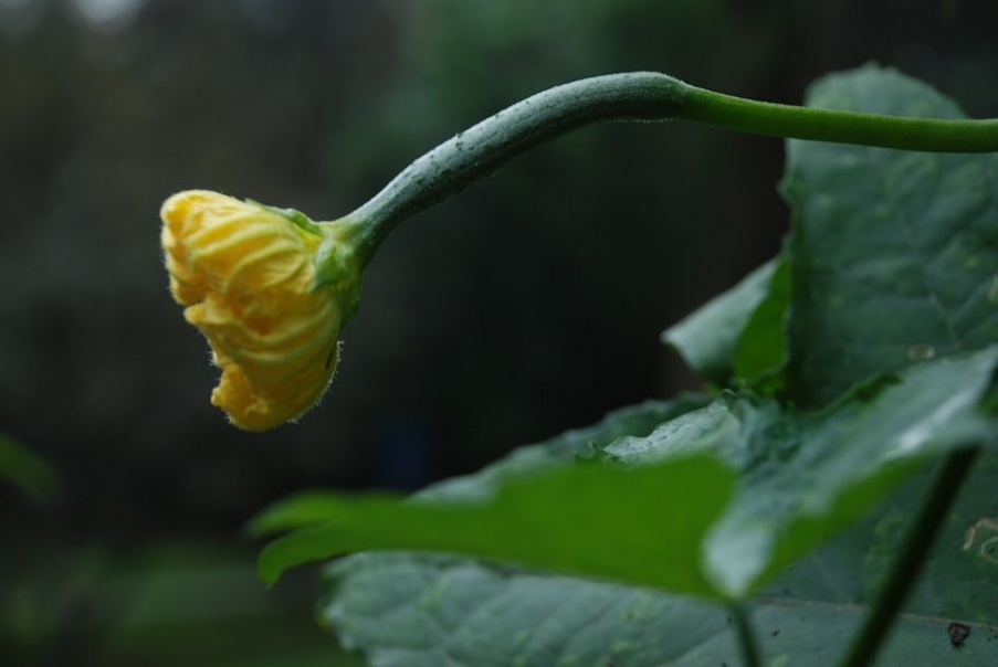 DSC_0319.JPG