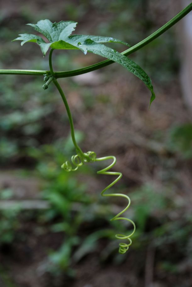 DSC_0335.JPG