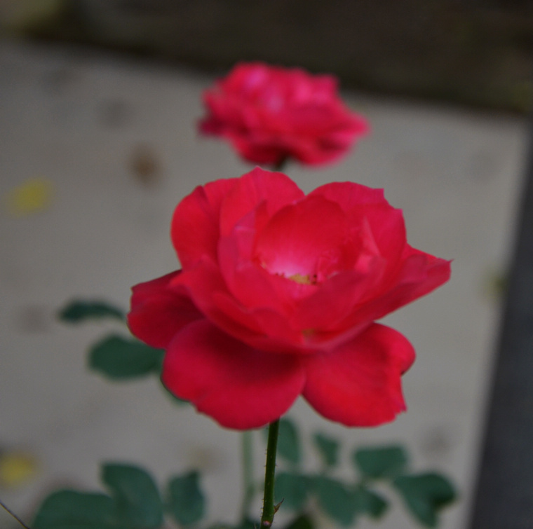 DSC_2777.jpg