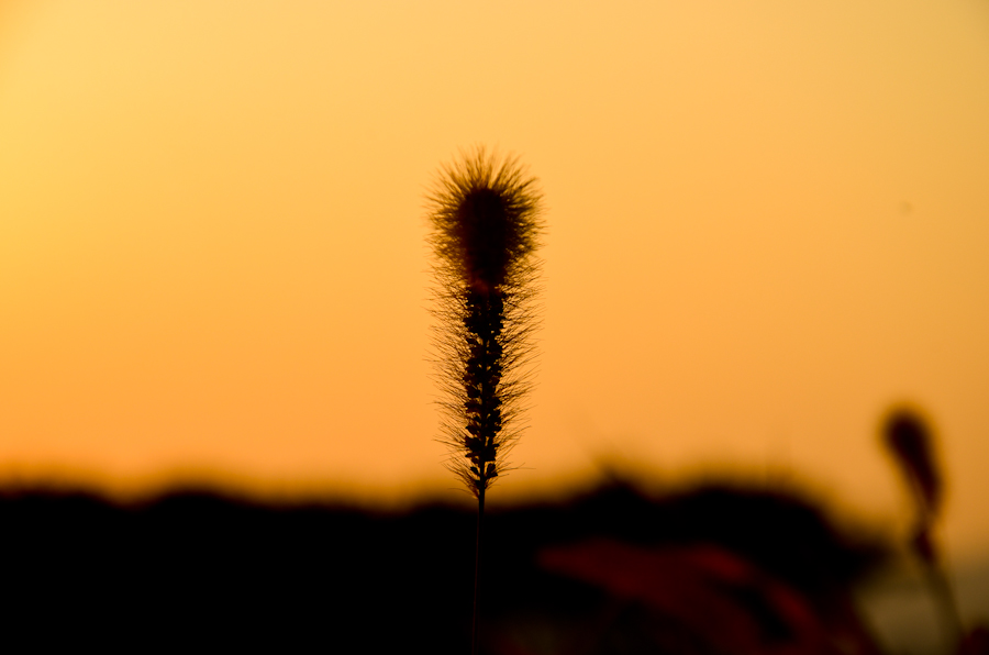 DSC_0805.jpg
