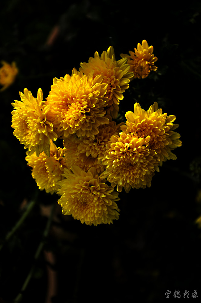 _DSC2009.JPG