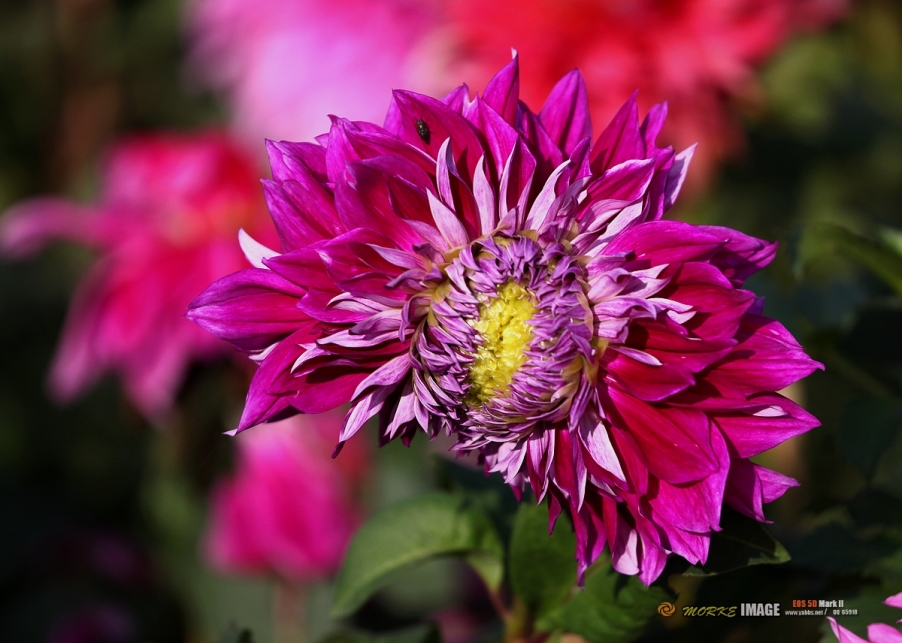 IMG_2764a.jpg