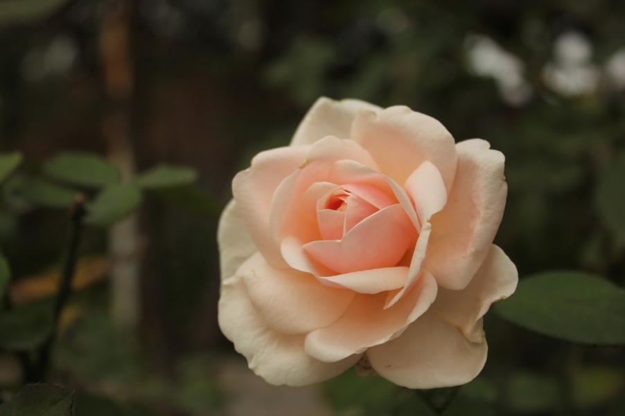 IMG_4154_调整大小.JPG