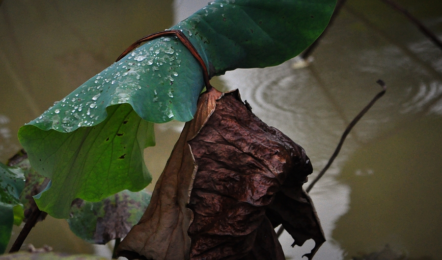 DSC_0997.jpg
