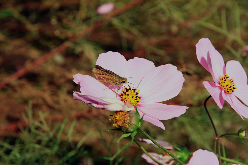 秦岭 041_副本.jpg