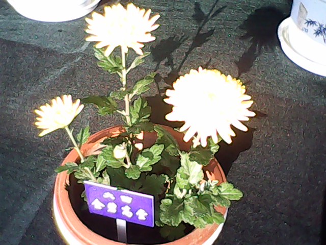 IMG00083.jpg