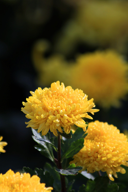 秋菊 037_副本.jpg