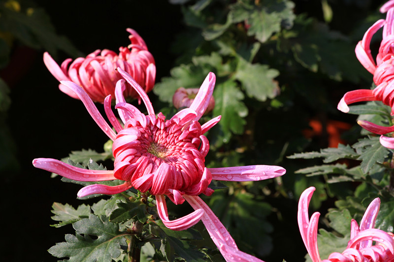 秋菊 057_副本.jpg