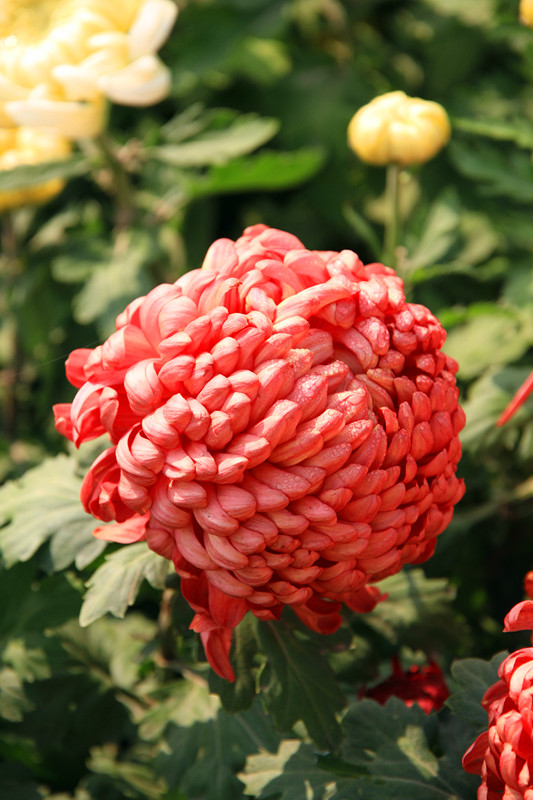 秋菊 071_副本.jpg