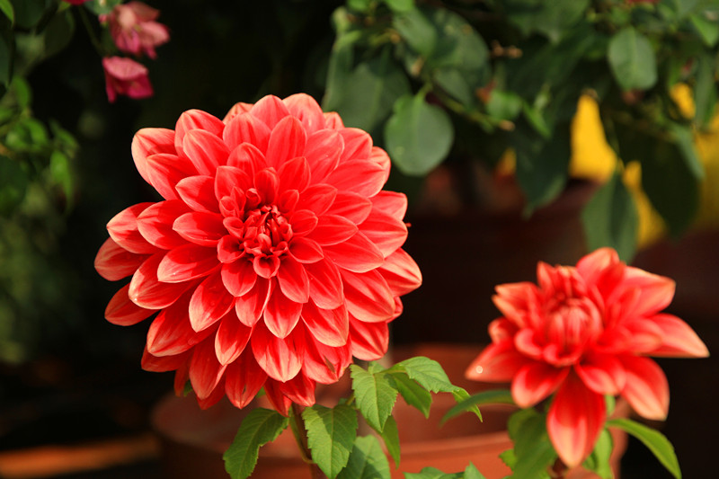 秋菊 090_副本.jpg