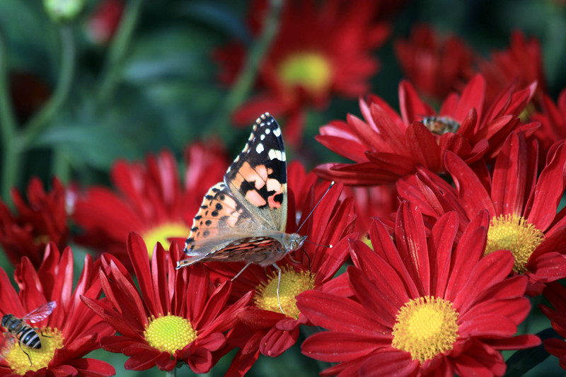 秋菊 149_副本.jpg