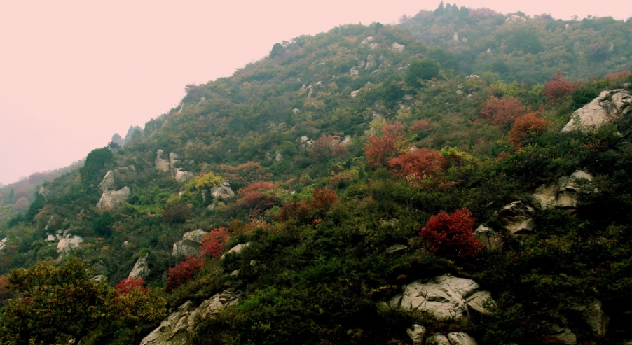 一叶知秋 001.JPG