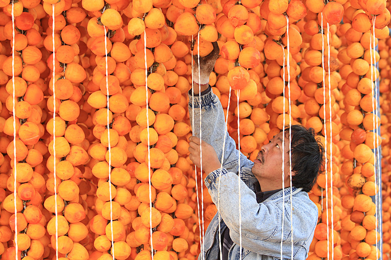 富平柿子 022_副本.jpg