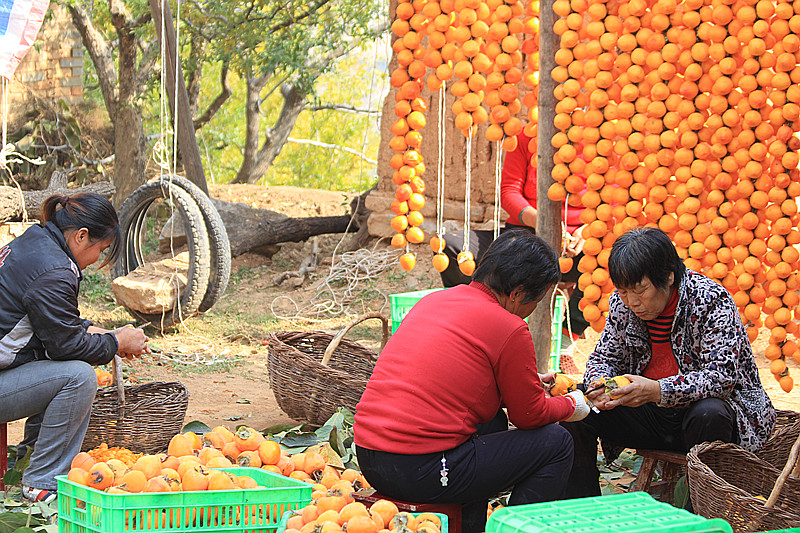 富平柿子 064_副本.jpg