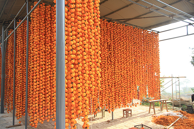 富平柿子 088_副本.jpg