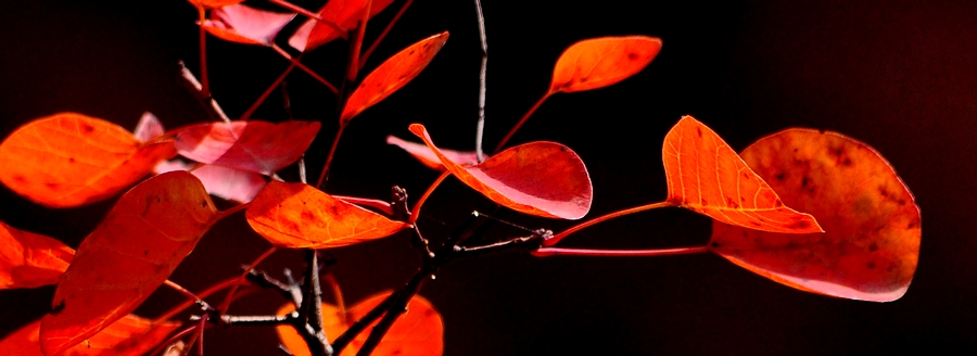 DSC_0394a.jpg