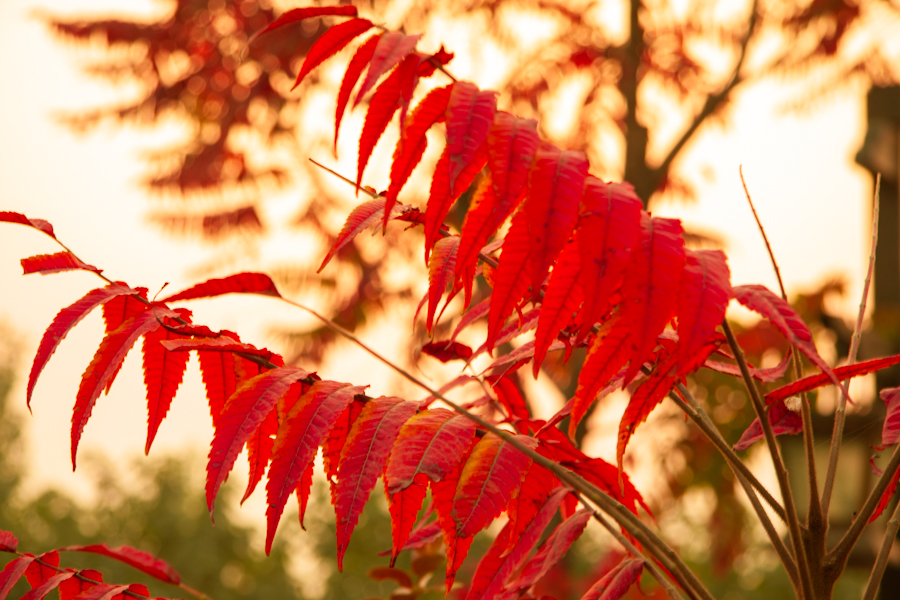 红叶