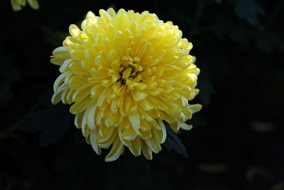 DSC_0009.JPG