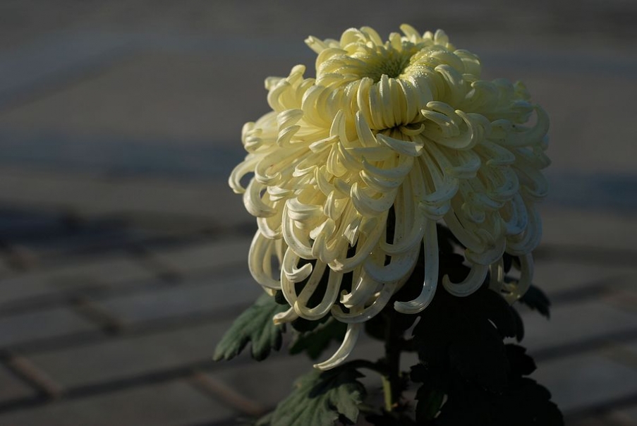 DSC_0026.JPG