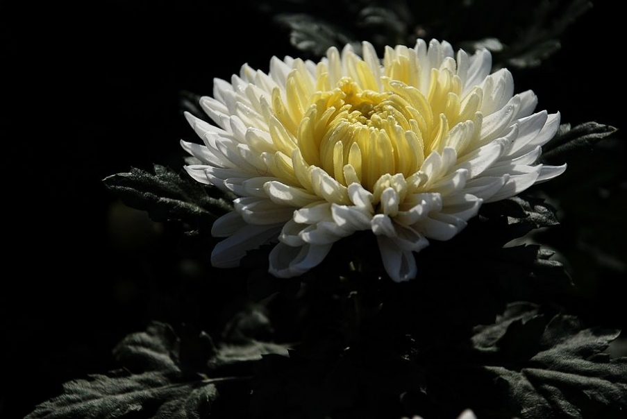 DSC_0124.JPG