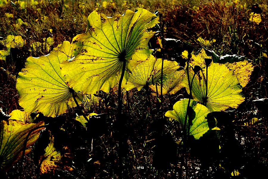 深秋荷塘 (3).JPG