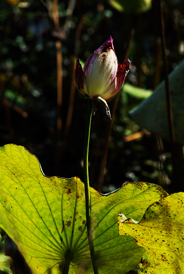 深秋荷塘 (6).JPG