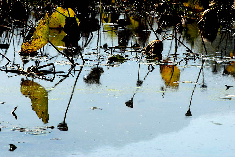 深秋荷塘 (24).JPG