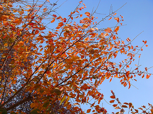 DSC09173_副本.jpg