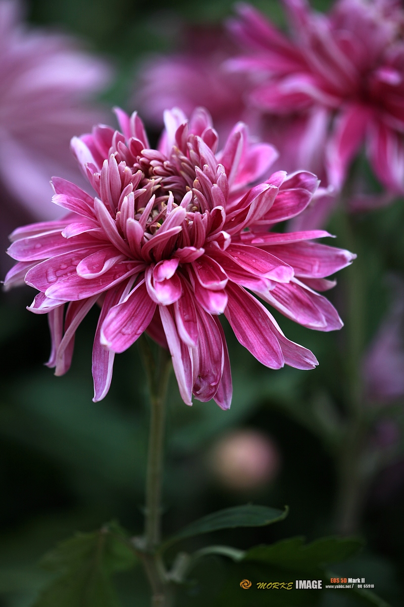 IMG_4550a - 副本.jpg