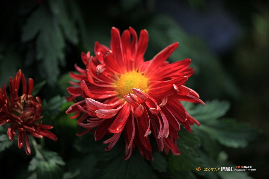 IMG_4552a - 副本.jpg