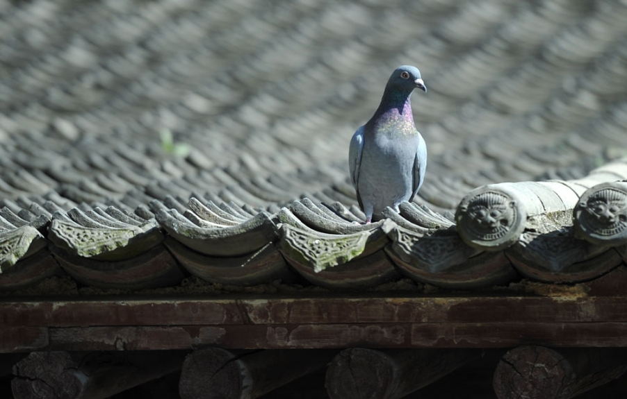 DSC_8869.JPG