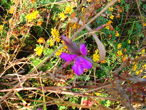 DSC09230_副本_副本.jpg
