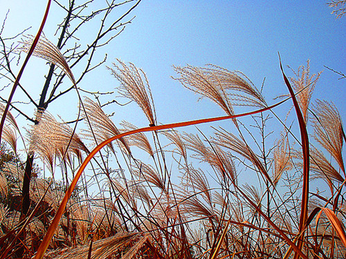 DSC09252_副本_副本.jpg