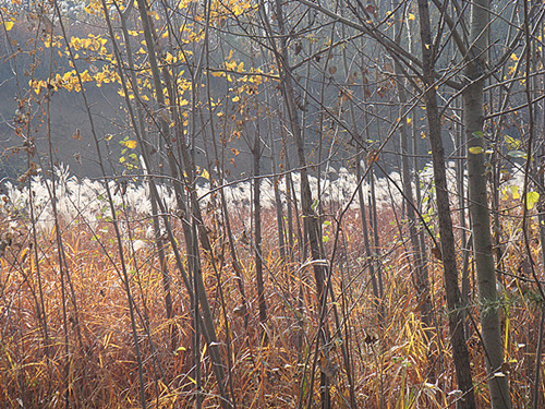 DSC09265_副本_副本.jpg